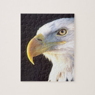 Puzzle Portrait d'aigle royal, Haliaeetus leucocephalus,