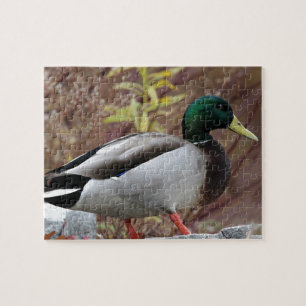 Puzzle Portrait de canard de Mallard