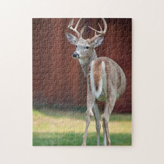 Puzzle Portrait de cerf à queue blanche, Missoula, Montan (Vertical)