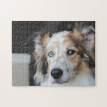 Puzzle Portrait de chien de berger australien<br><div class="desc">Un joli casse-tête de photographie de chien de Shepherd australien.Ajoutez votre libellé personnalisé à cette conception en utilisant les zones "Modifier ce modèle de conception" situées à droite de l'élément, ou cliquez sur le bouton bleu "Customiser" pour arranger le texte, modifier les polices et les couleurs et ajouter des informations...</div>