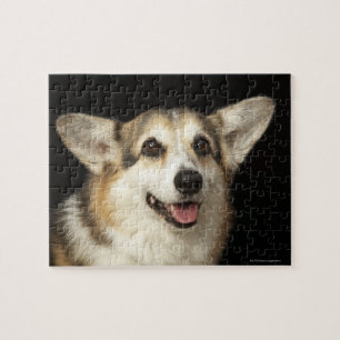 Puzzle Portrait de corgi noir, brun et blanc