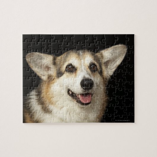 Puzzle Portrait de Corgi noir, marron et blanc (Horizontal)