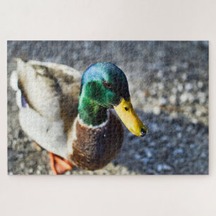 Puzzle Portrait de fermeture du canard colvert mâle