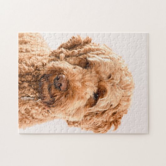 Puzzle Portrait de Goldendoodle Studio (Horizontal)