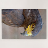Puzzle Portrait de la carte postale Harris Hawk (Horizontal)