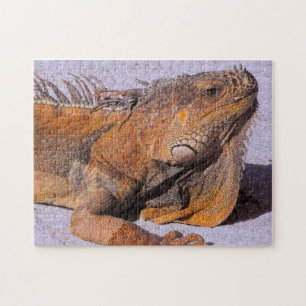 Puzzle Portrait de l'Iguana