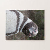 Puzzle Portrait de pingouin de Magellanic (Horizontal)