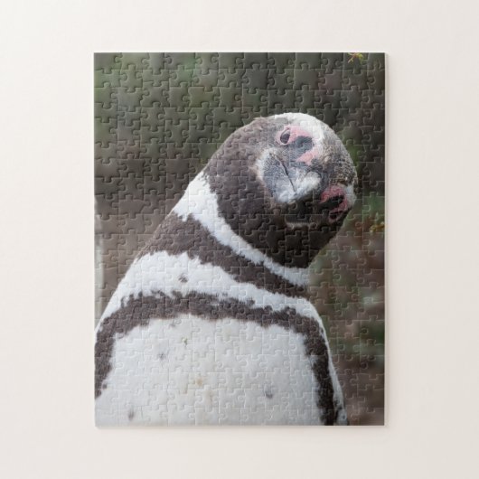 Puzzle Portrait de pingouin de Magellanic (Vertical)