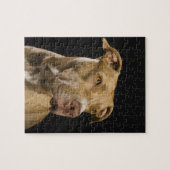 Puzzle Portrait de pitbulle de nez rouge avec noir (Horizontal)