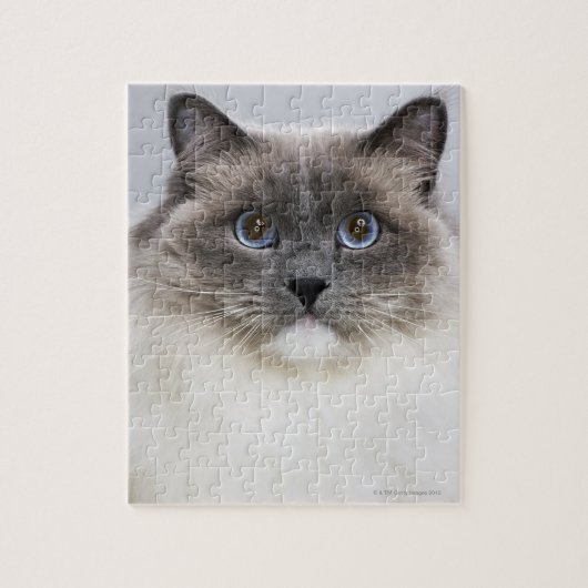 Puzzle Portrait de Ragdoll (Vertical)