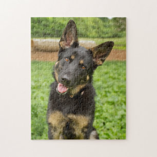 Puzzle Portrait d'un berger allemand