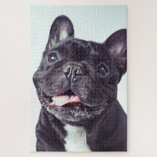 Puzzle Portrait d'un chien de taureau français heureux