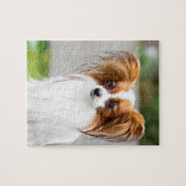 Puzzle Portrait d'un chien papillon (Horizontal)