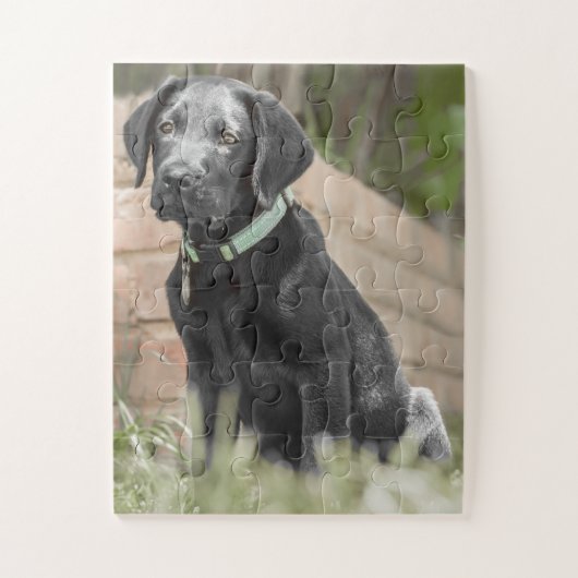 Puzzle Portrait d'un chiot du labrador (Vertical)