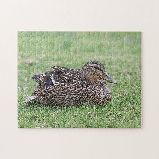 Puzzle Portrait d'une femelle mallard (Horizontal)