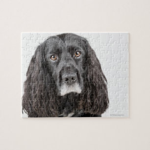 Puzzle Portrait studio de cocker spaniel