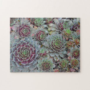 Puzzle Poules et poussins cactus