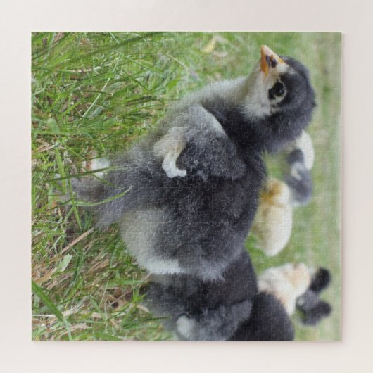 Puzzle poulet, animal, oiseau, ferme, mignonette, puzzle, (Horizontal)