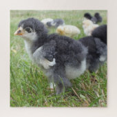 Puzzle poulet, animal, oiseau, ferme, mignonette, puzzle, (Vertical)