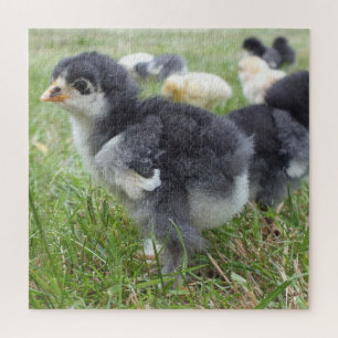 Puzzle poulet, animal, oiseau, ferme, mignonette, puzzle,