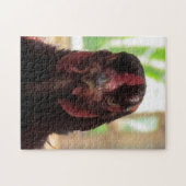 Puzzle - poulet en colère (Horizontal)
