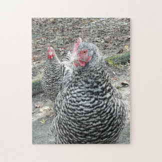 Puzzle Poulets de Plymouth Rock dans la basse cour