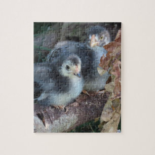 Puzzle Poulets de poulet