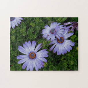 Puzzle pourpre de marguerites