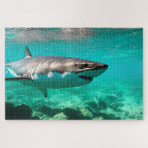 Predator tropical : Grand requin blanc