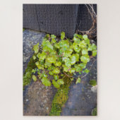 Puzzle Printemps éveil, petite fleur avec gouttes de plui (Vertical)