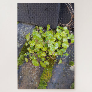 Puzzle Printemps éveil, petite fleur avec gouttes de plui