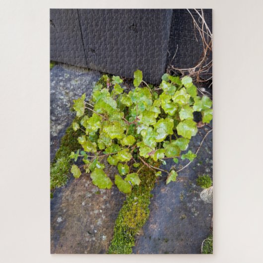 Puzzle Printemps éveil, petite fleur avec gouttes de plui (Vertical)