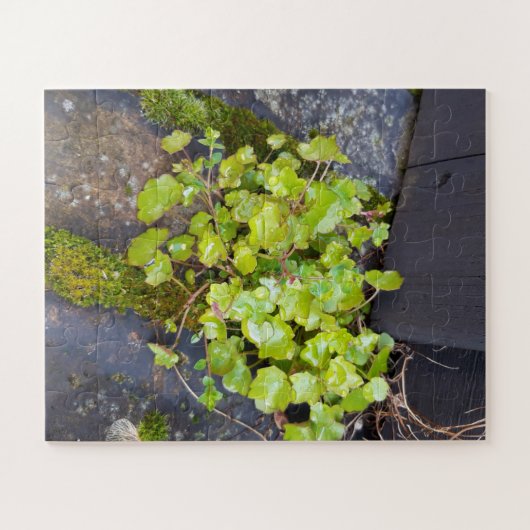 Puzzle Printemps éveil, petite fleur avec gouttes de plui (Horizontal)