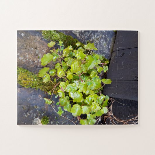 Puzzle Printemps éveil, petite fleur avec gouttes de plui (Horizontal)