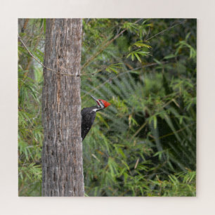 Puzzle Profil Floride Pileated Woodpecker Nature Photo