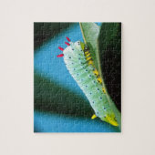 Puzzle Prometheus Moth Caterpillar, Callosamia (Vertical)