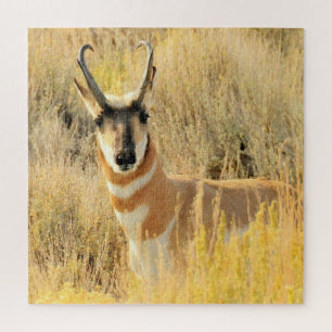 Puzzle Pronghorn Buck