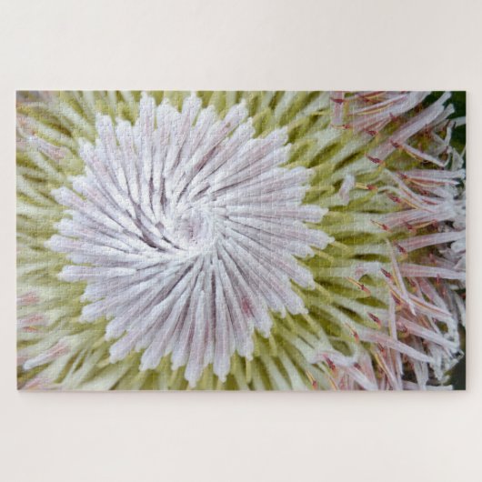 Puzzle Protea cynaroides Protea roi. (Horizontal)