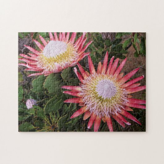 Puzzle Protéa géant (Protea Cynaroides), Helderberg (Horizontal)