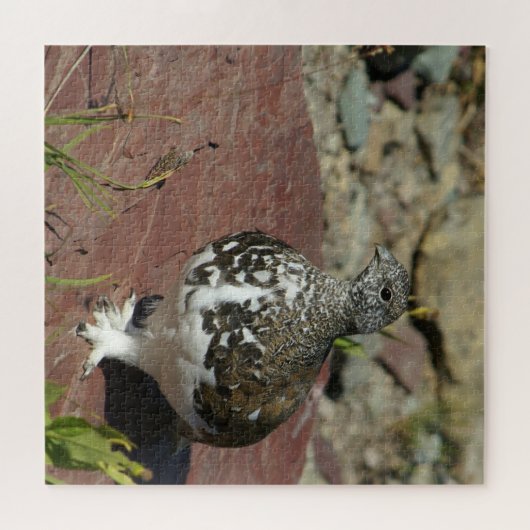 Puzzle Ptarmigan à queue blanche - 676 pièces (Horizontal)