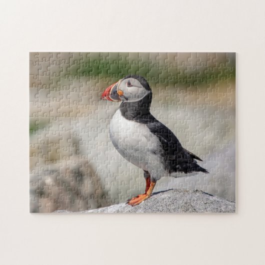Puzzle Puffin Atlantique en Machias, Maine (Horizontal)