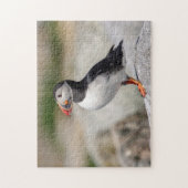 Puzzle Puffin Atlantique en Machias, Maine (Vertical)