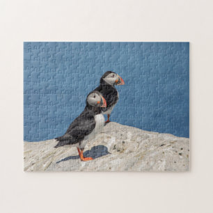 Puzzle Puffin Atlantique en Machias, Maine