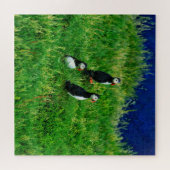 Puzzle Puffins islandais (Horizontal)