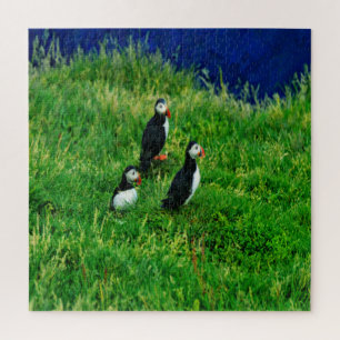 Puzzle Puffins islandais