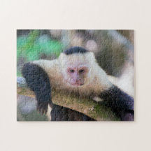 Pura vida pour singe capucin à tête blanche
