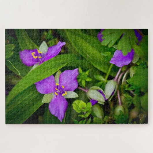 Puzzle Purplish Pink Spiderwort Spring Burst (Horizontal)
