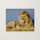 Puzzle Puzzle-Lion de faune (Horizontal)