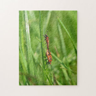 Puzzle Pyrrhocoris apterus dans la nature verte