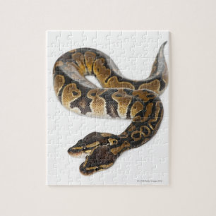 Puzzle Python royal à deux têtes ou Python à boule - Pyth